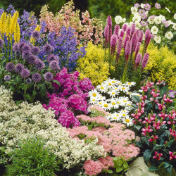 Cottage Garden Perennial Plants Our Selection