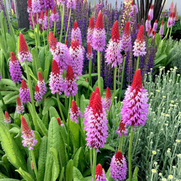 Buy Primula vialii Plant Red Hot Poker Online - Garden Plants & Bushes