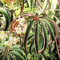 Begonia Plant Luxurians
