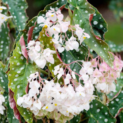 Begonia Plant Maculata Wightii