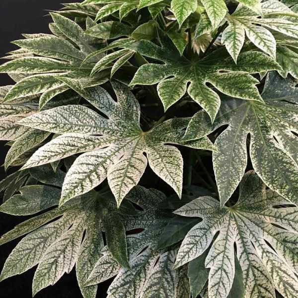 Buy Fatsia japonica Plant Spider's Web Online - Green plants & flowering plants