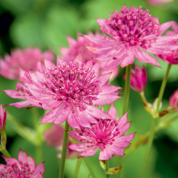 Buy Astrantia Plant Roma Online - Green plants & flowering plants Buy Astrantia Plant Roma Online - Green plants & flowering plants
