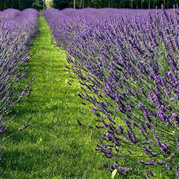 Buy Lavender Plant Phenomenal Online - Garden Plants & Bushes