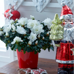Azalea Plant White
