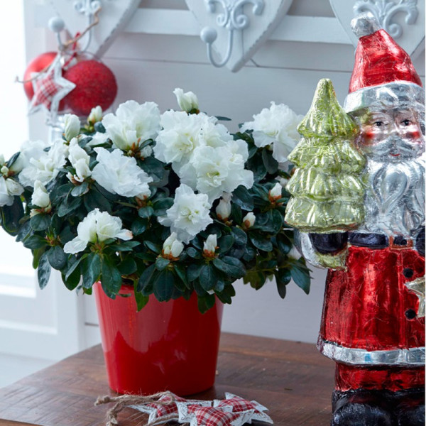 Buy Azalea Plant White Online - Green plants & flowering plants Buy Azalea Plant White Online - Green plants & flowering plants