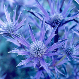 Eryngium Plant Picos Amethyst
