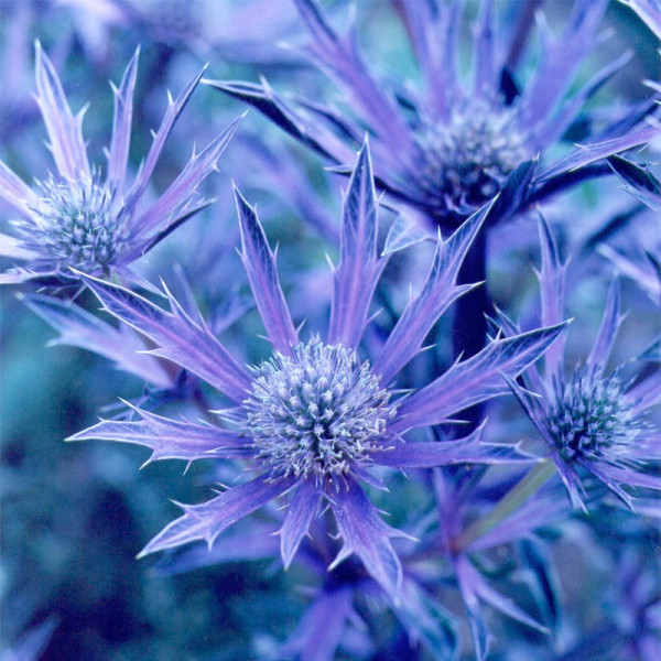 Buy Eryngium Plant Picos Amethyst Online - Green plants & flowering plants