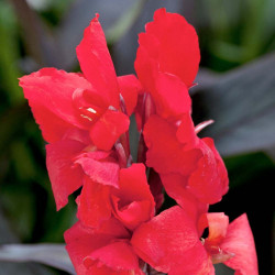 Canna Plant Cannova Bronze Scarlet