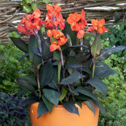 Canna Plant Cannova Bronze Orange