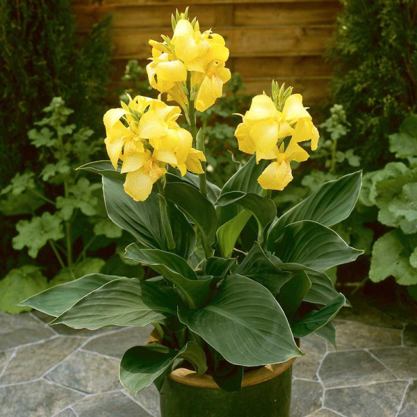 Buy Canna Plant Cannova Yellow Online - Green plants & flowering plants
