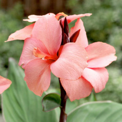 Canna Plant Cannova Mango