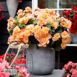 Begonia Plant Solenia Apricot