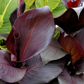 Canna Plant Tropicanna Black