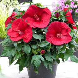 Hibiscus Extreme Plant Oak Red