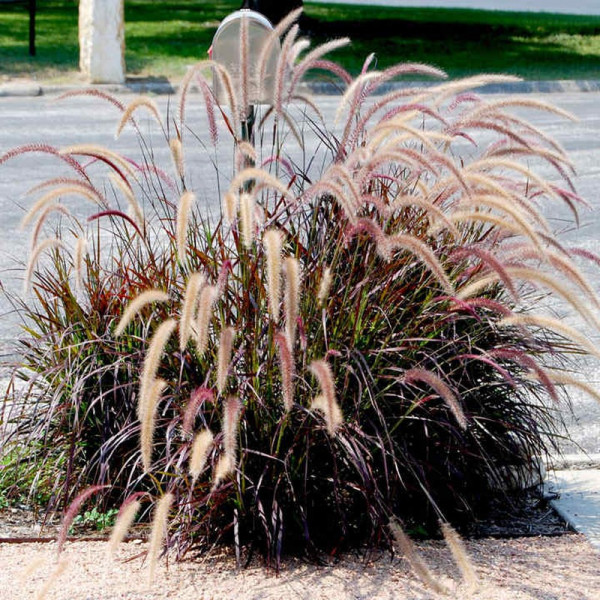 Buy Pennisetum rubrum Plant Online - Garden Plants & Bushes