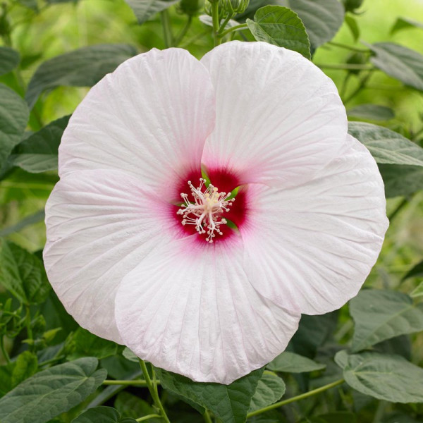 Buy Hibiscus Extreme Plant White Eyes Online - Green plants & flowering plants