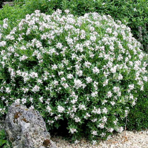 Buy Daphne transatl. ETERNAL FRAGRANCE® Online - Green plants & flowering plants