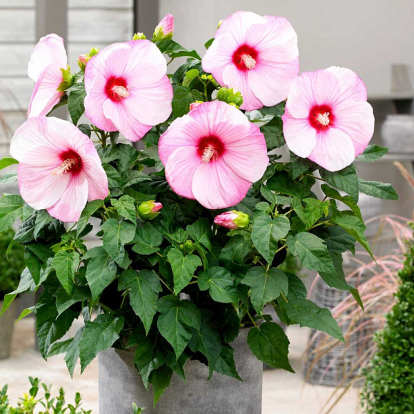 Buy Hibiscus Extreme Plant Hot Pink Online - Green plants & flowering plants