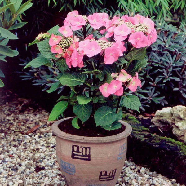 Buy Hydrangea m. 'Zorro'® Online - Green plants & flowering plants