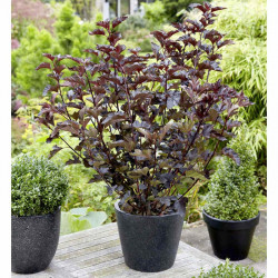 Physocarpus Opulifolius Plant Midnight