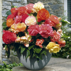 Begonia Plants Upright Parisienne