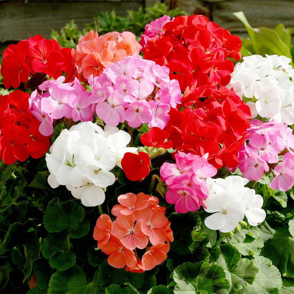 Buy Geranium Plants Cabaret Mix Online - Green plants & flowering plants