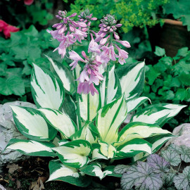 Hosta Plant Fire & Ice