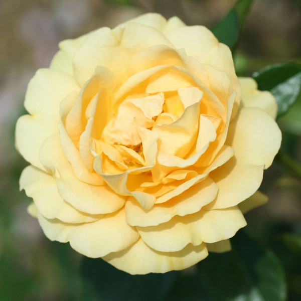Buy Rose Plant Absolutely Fabulous Online - Green plants & flowering plants
