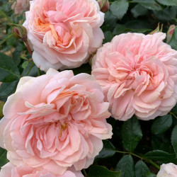 Rose Plant Joie De Vivre