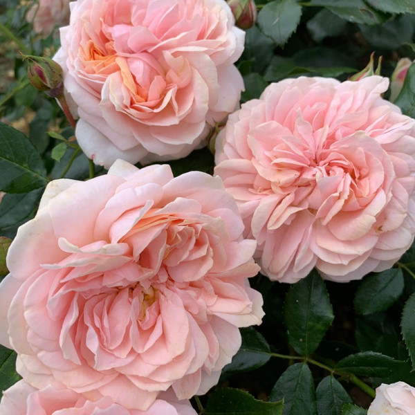 Buy Rose Plant Joie de Vivre Online - Green plants & flowering plants Buy Rose Plant Joie de Vivre Online - Green plants & flowering plants