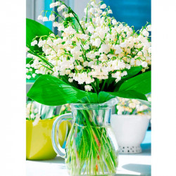Lily of the Valley Plant (convallaria Majalis)