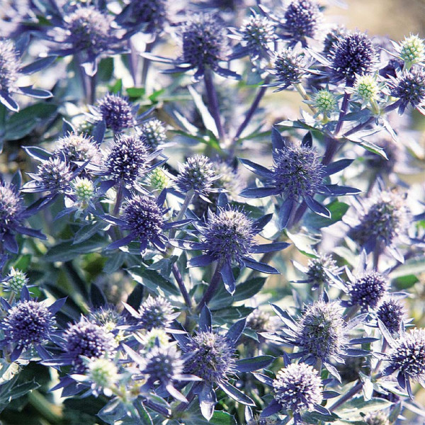 Buy Eryngium Plant Blue Hobbit Online - Garden Plants & Bushes