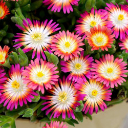 Delosperma Plant Jewel of Desert Ruby