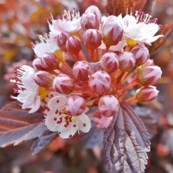 Physocarpus Plant Lady in Red