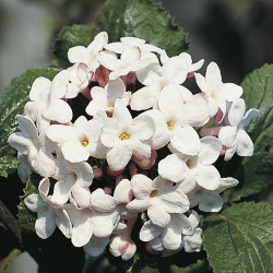 Viburnum Plant Carlcephalum