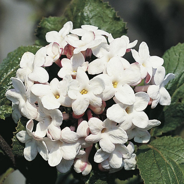 Buy Viburnum Plant Carlcephalum Online - Green plants & flowering plants