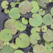 Pond Plants