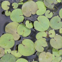 Buy Gardening Pond Plants Online Today Find Pond Plants deals Online - Keep your garden happy with Egardener Online