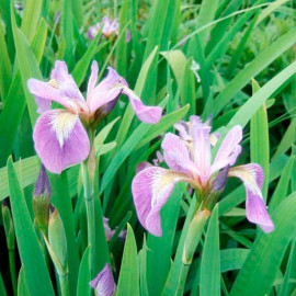 Iris Plants Versicolour