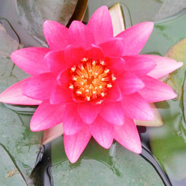 Buy Nymphaea Plant Charles de Meurville Online - Green plants & flowering plants