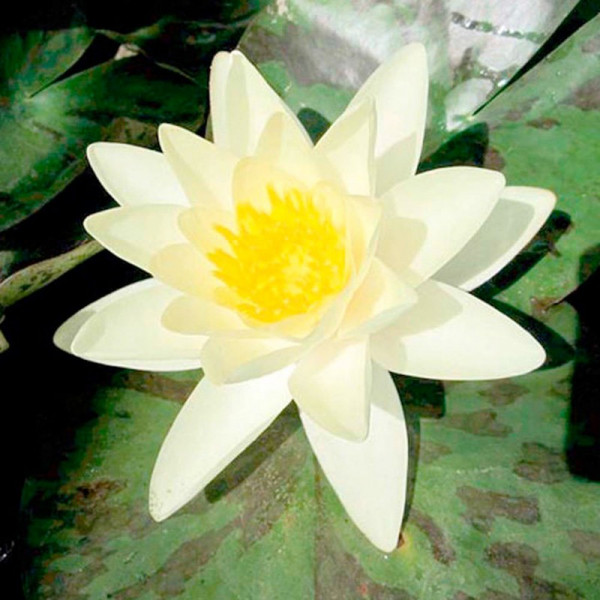 Buy Nymphaea Plant Marliacea Chromatella Online - Green plants & flowering plants Buy Nymphaea Plant Marliacea Chromatella Online - Green plants & flowering plants
