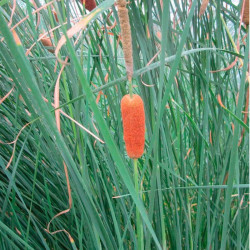 Typha Gracilis Plant