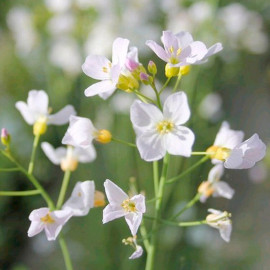 Cardamine Pratensis Plant