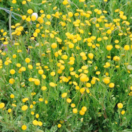 Cotula Coronopifolia Plant