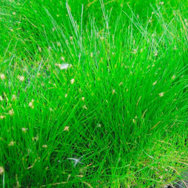 Eleocharis Acicularis Plant