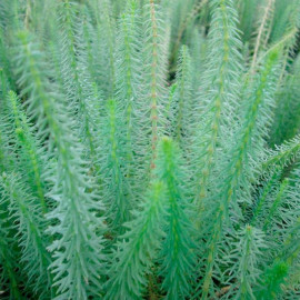 Hippuris Vulgaris Plant