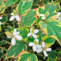Houttuynia Cordata Plants Chameleon