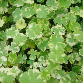 Hydrocotyle Sibthorpioides Variegata Plant