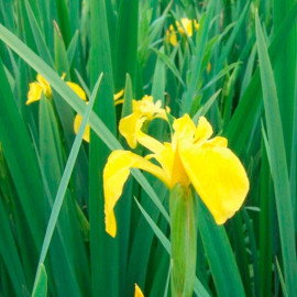 Iris Pseudacorus Plants