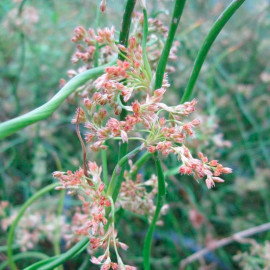 Juncus Effusus Spiralis Plants